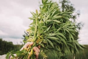 A hand holding a large bundle of green hemp leaves and stems outdoors with trees and a cloudy sky in the background.