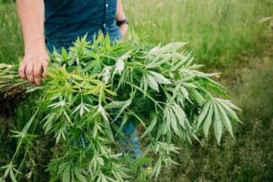 A person holding a large bundle of freshly harvested hemp plants stands in a lush, grassy outdoor field.