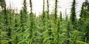 Tall green hemp plants grow closely together outdoors, with slender leaves and dense foliage, thriving under a bright sky.