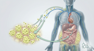 Delta-8 and Body System