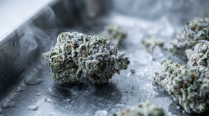 Flash-frozen fresh cannabis flower preserving terpenes before extraction.
