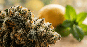 Close-up of a cannabis bud with visible trichomes, with a lemon and mint leaves blurred in the background.