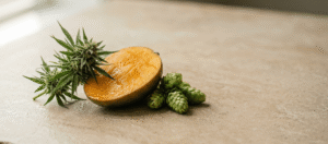 A sliced mango, a cannabis bud, and several hop cones arranged on a light stone surface.