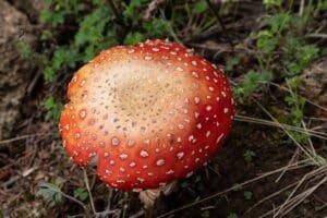 A red and orange mushroom with white spots growing on the forest floor among green plants and soil.
