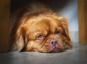 A brown dog with a flat face lies on the floor under furniture, resting its head and looking slightly upward with a tired expression.