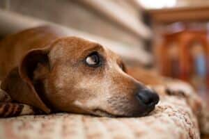 Close-up portrait of an old dachshund resting in the house.