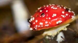 Fly Agaric, Sierra de Guadarrama National Park, Segovia, Castile Leon, Spain, Europe