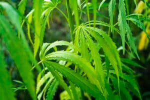 Industrial hemp stalks and leaves closeup view