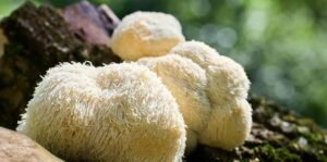 Close-up of white Lion's Mane mushrooms on a mossy log in a forest setting with blurred background.