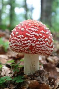 A bright red mushroom with white spots grows from the forest floor, surrounded by brown leaves and green plants.