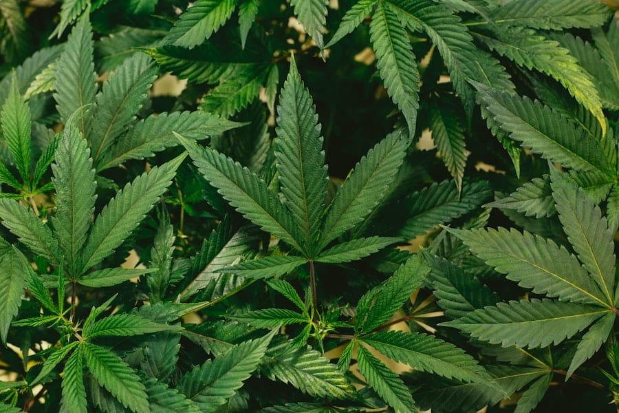 Closeup of cannabis foliage where strain-specific terpenes are produced