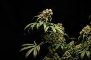 Cannabis plant against a dark background, the natural source of cannabis-derived terpenes