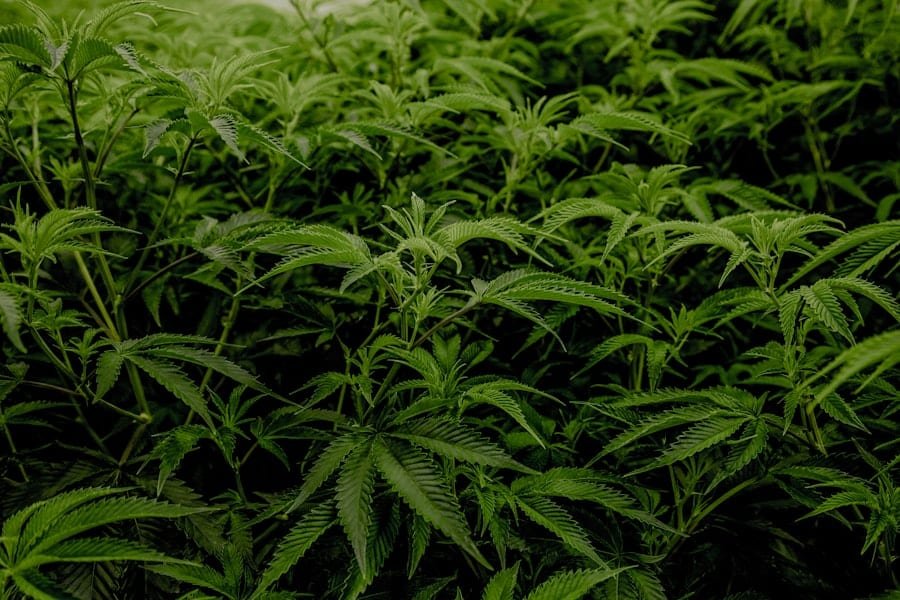 Dense green hemp plants, the source behind CBD capsules