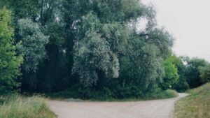 Forest path splitting in two directions, a choice between CBD and Delta-8