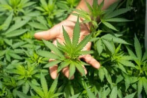 Hand inspecting a hemp plant while choosing a product by its terpene profile