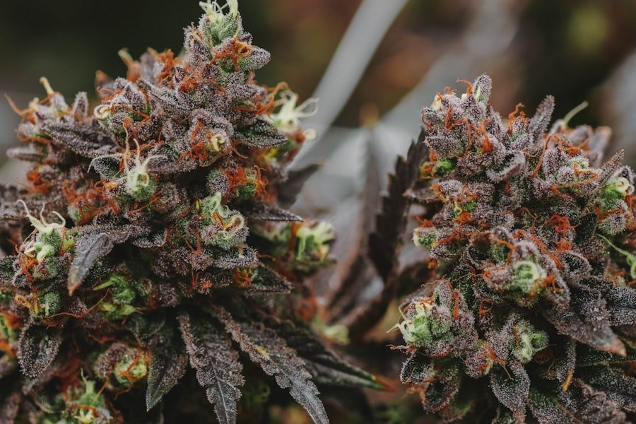 Frosty hemp flower close-up rich in the compounds behind Delta-8 and CBD