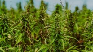Hemp field where both Delta-8 and CBD begin