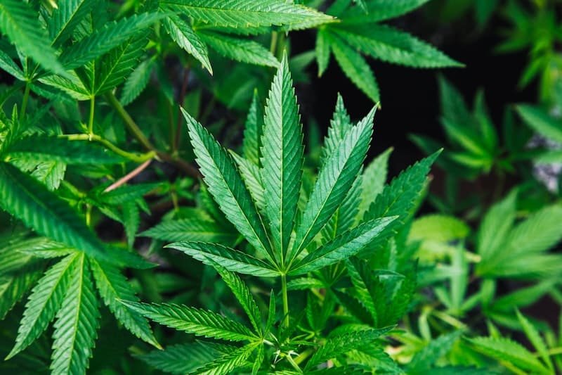 Cannabis plant closeup showing where cannabinoids like Delta-8 and Delta-9 come from