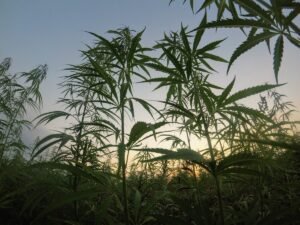 Hemp plants growing in a field, the source of Delta-8 products sold in bulk