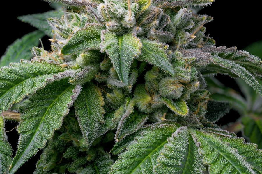 Trichome-covered hemp flower where full spectrum gummy ingredients begin