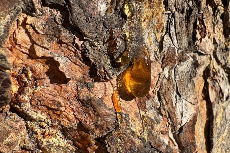 Golden resin drop on bark, a natural picture of concentrated plant extract