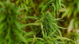 Hemp plants in the field, the starting point for full-spectrum and distillate products