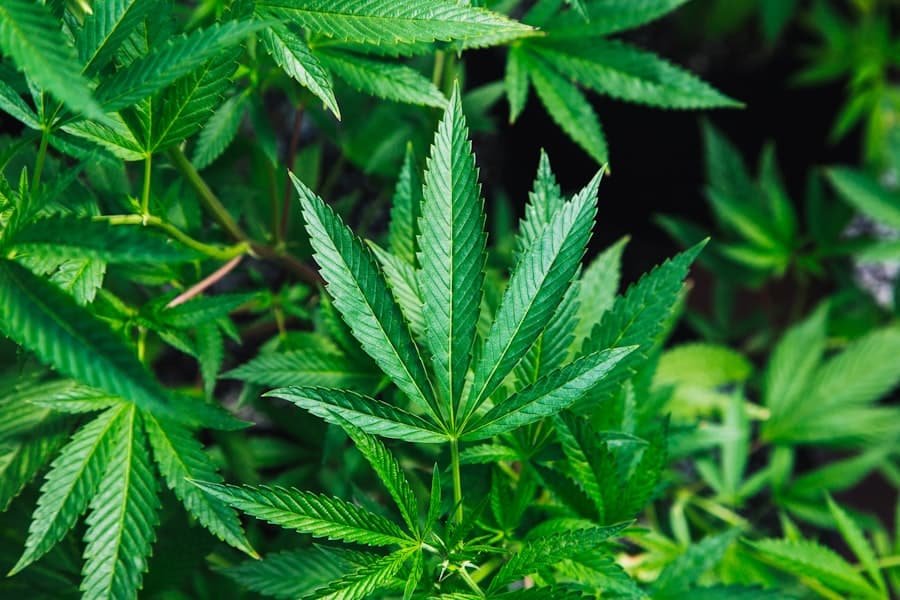 Cannabis plant close-up showing the trichomes where terpenes and cannabinoids form