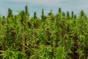 Hemp field under a blue sky, source of full spectrum terpenes and cannabinoids