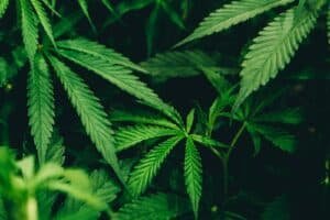Close-up of a cannabis plant rich in natural terpenes