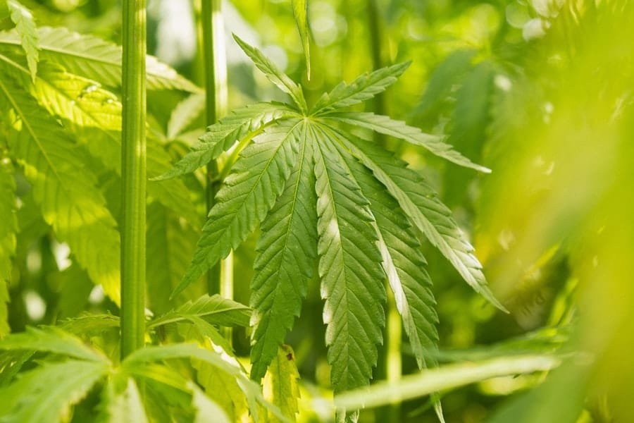 Sunlit hemp leaf, the starting material for CBD distillate
