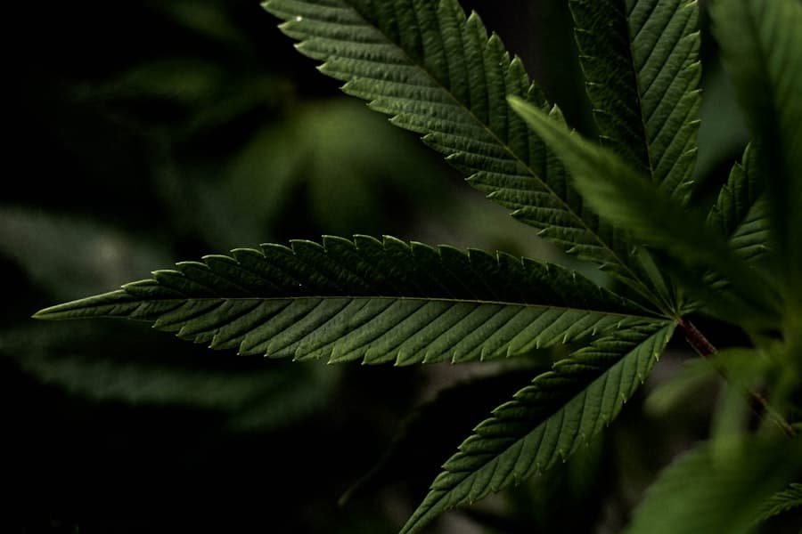 Cannabis leaf close-up, the plant where the CBN cannabinoid forms