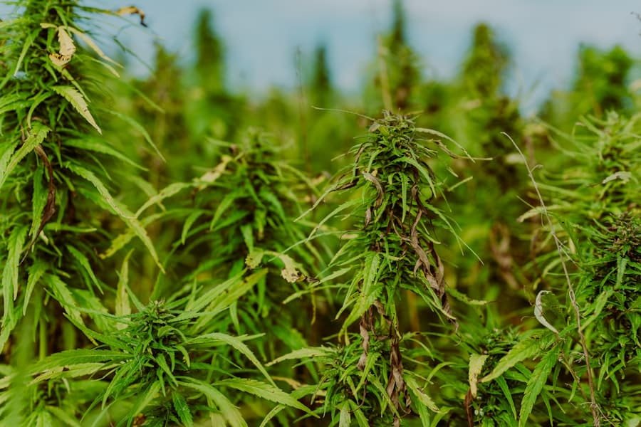 Green hemp plants growing outdoors where Delta-8 THC originates