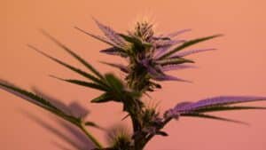 Cannabis sativa plant in sunlight, the source of Delta-8 THC