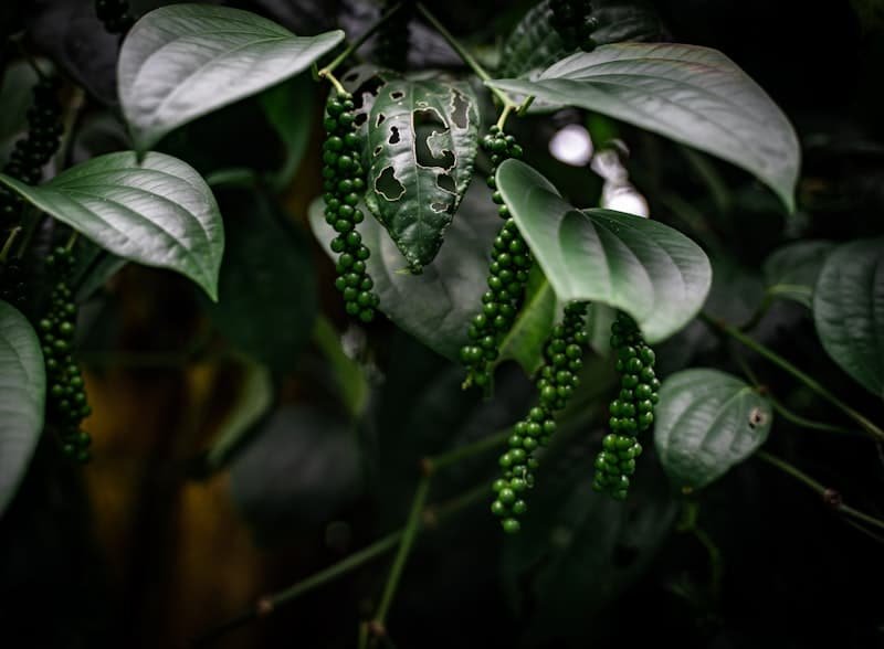 Green peppercorns growing on the vine, a natural source of caryophyllene