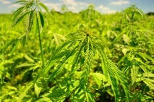 Hemp leaves in sunlight, the source of the many compounds behind the entourage effect