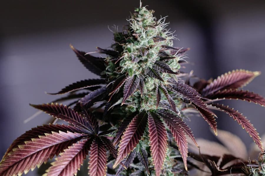 Floral cannabis strain close-up where the linalool terpene appears naturally