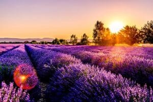 Lavender field in bloom, the most famous source of the linalool terpene
