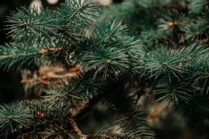 Evergreen pine tree, the classic natural source of the pinene terpene