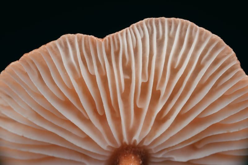 Functional mushroom closeup like those used in KO Blend gummies