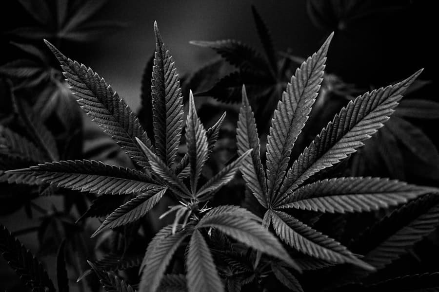 Black and white cannabis leaves representing the range of hemp cannabinoids