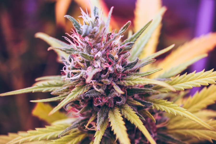 Colorful hemp flower close-up where cannabinoids concentrate