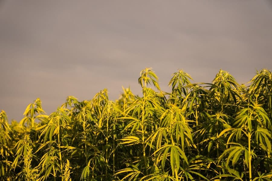 Tall hemp plants at golden hour, source of every cannabinoid on a hemp label