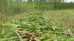 Freshly harvested hemp plants carrying the full range of cannabinoids