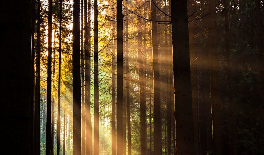 Sunlit pine forest evoking the aroma of the pinene terpene
