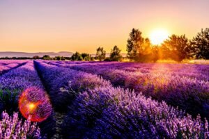 Lavender field representing the aroma of the linalool terpene