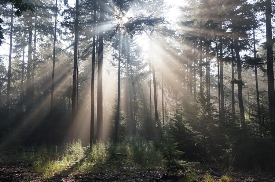 Sunlight through trees, the natural conditions behind sun-grown terpene character