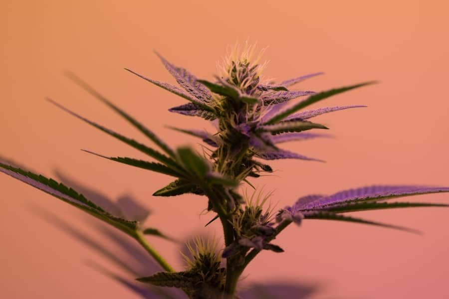 Outdoor cannabis sativa plant producing cannabis-derived terpenes in natural light