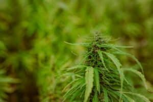 Sun-grown cannabis plant in an outdoor Humboldt-style field