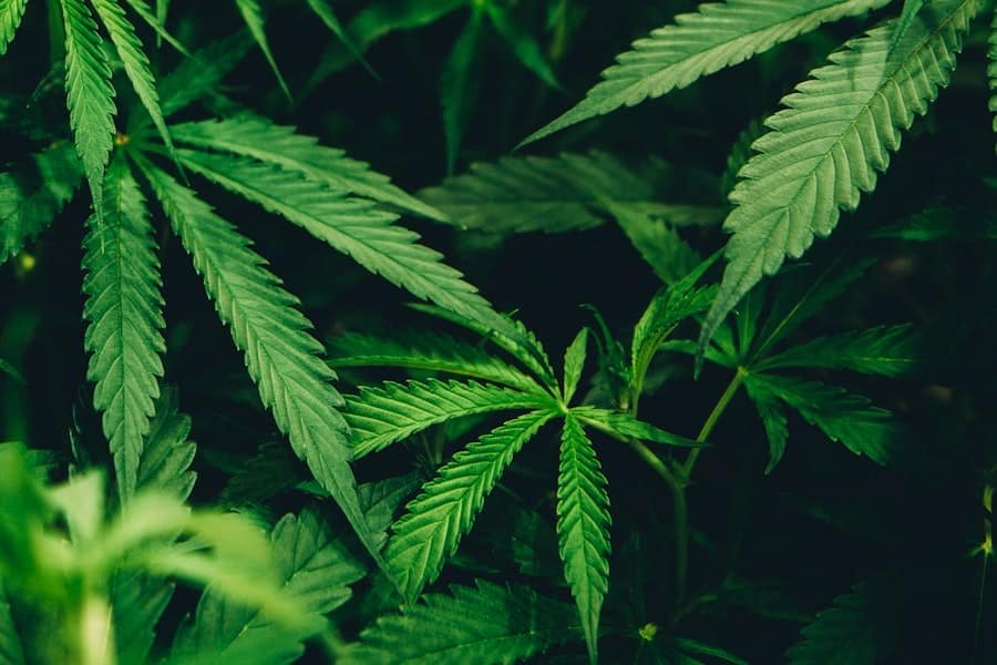 Close-up of green hemp leaves in low evening light