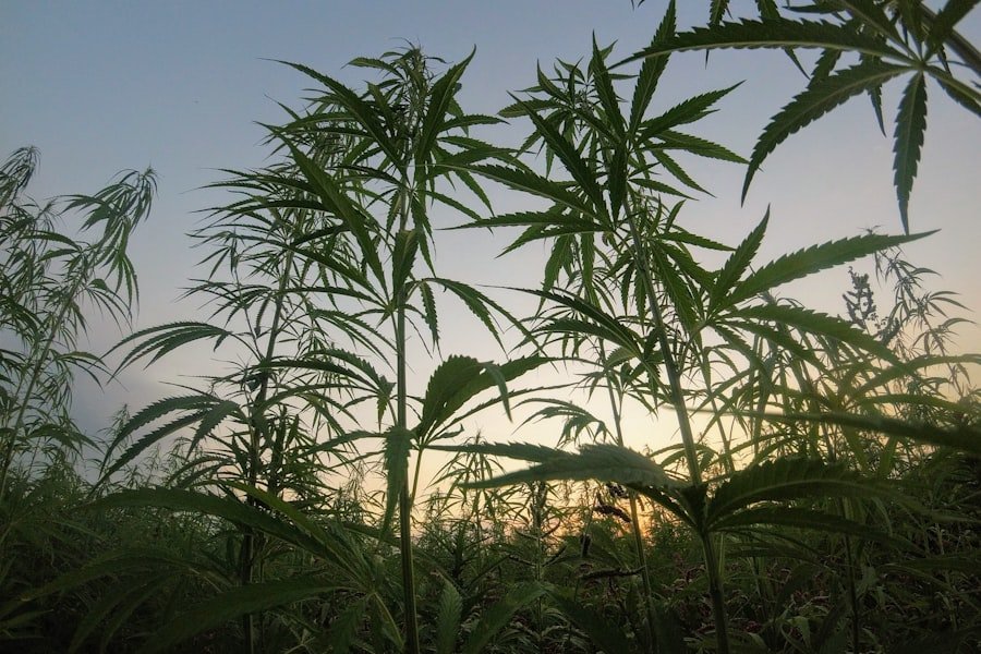 Hemp plants silhouetted against a sunset sky